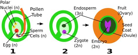 double fertilization in angiosperms results in:|Double fertilization .